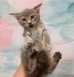 Shelter Stray Female Cat last seen NEIMAN WAY / BRADSHAW RD, 9150 Union Park Way, Elk Grove, CA 95624, USA