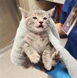 Shelter Stray Female Cat last seen NEIMAN WAY / BRADSHAW RD, 9150 Union Park Way, Elk Grove, CA 95624, USA