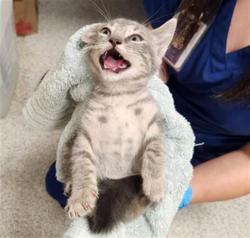 Shelter Stray Female Cat last seen NEIMAN WAY / BRADSHAW RD, 9150 Union Park Way, Elk Grove, CA 95624, USA