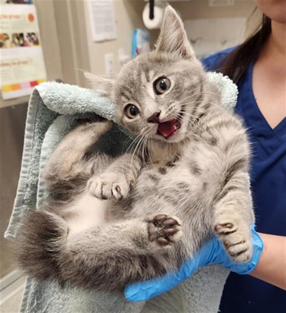 Shelter Stray Female Cat last seen NEIMAN WAY / BRADSHAW RD, 9150 Union Park Way, Elk Grove, CA 95624, USA
