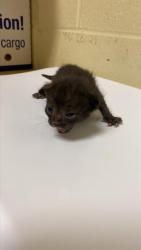 Shelter Stray Male Cat last seen POWER INN RD & ELDER CREEK RD, 2127 Front St, Sacramento, CA 95818, USA