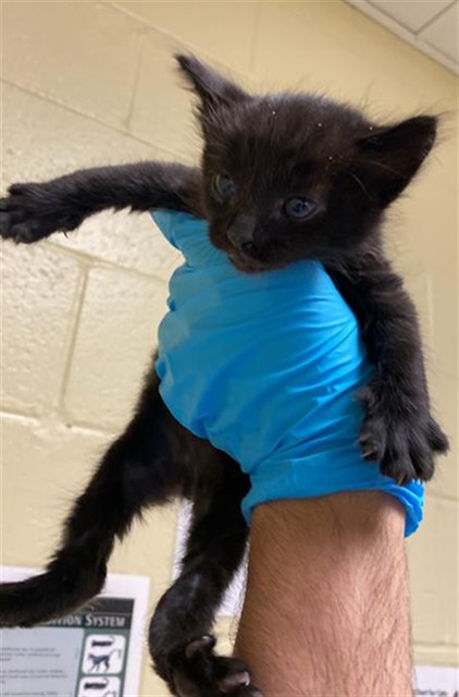 Shelter Stray Male Cat last seen AZEVEDO DR & OSUNA WAY, 2127 Front St, Sacramento, CA 95818, USA
