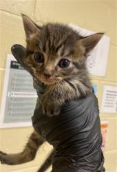 Shelter Stray Male Cat last seen ROBINRIDGE WAY & COTTONTAIL WAY, 2127 Front St, Sacramento, CA 95818, USA