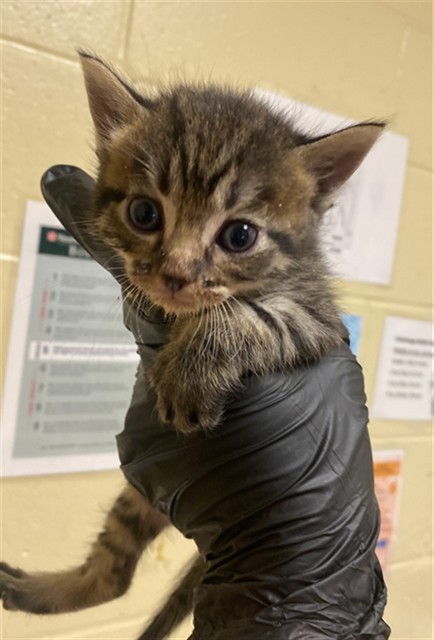 Shelter Stray Male Cat last seen ROBINRIDGE WAY & COTTONTAIL WAY, 2127 Front St, Sacramento, CA 95818, USA