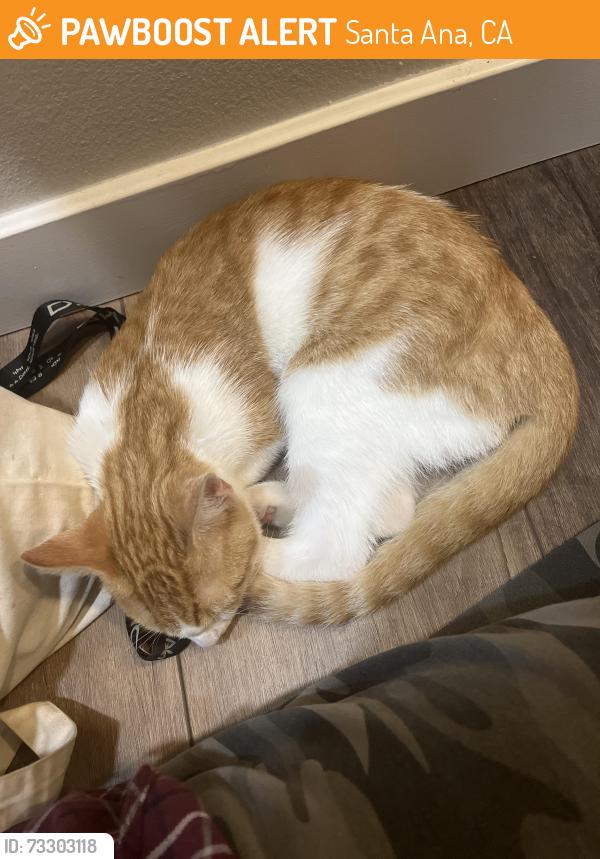 Found/Stray Male Cat last seen 15th st and English, Santa Ana, CA 92706
