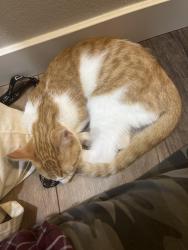 Found/Stray Male Cat last seen 15th st and English, Santa Ana, CA 92706