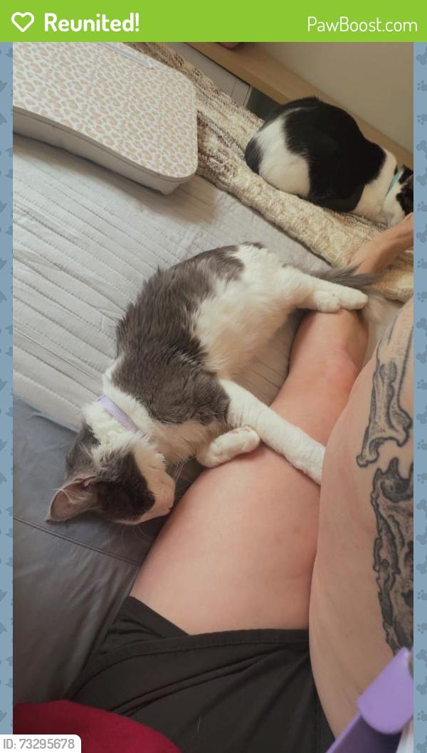 Reunited Male Cat last seen Woodridge Lake, Goshen, CT 06756