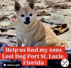 Reunited Male Dog last seen Airoso and Surfside, Port St. Lucie, FL 34983