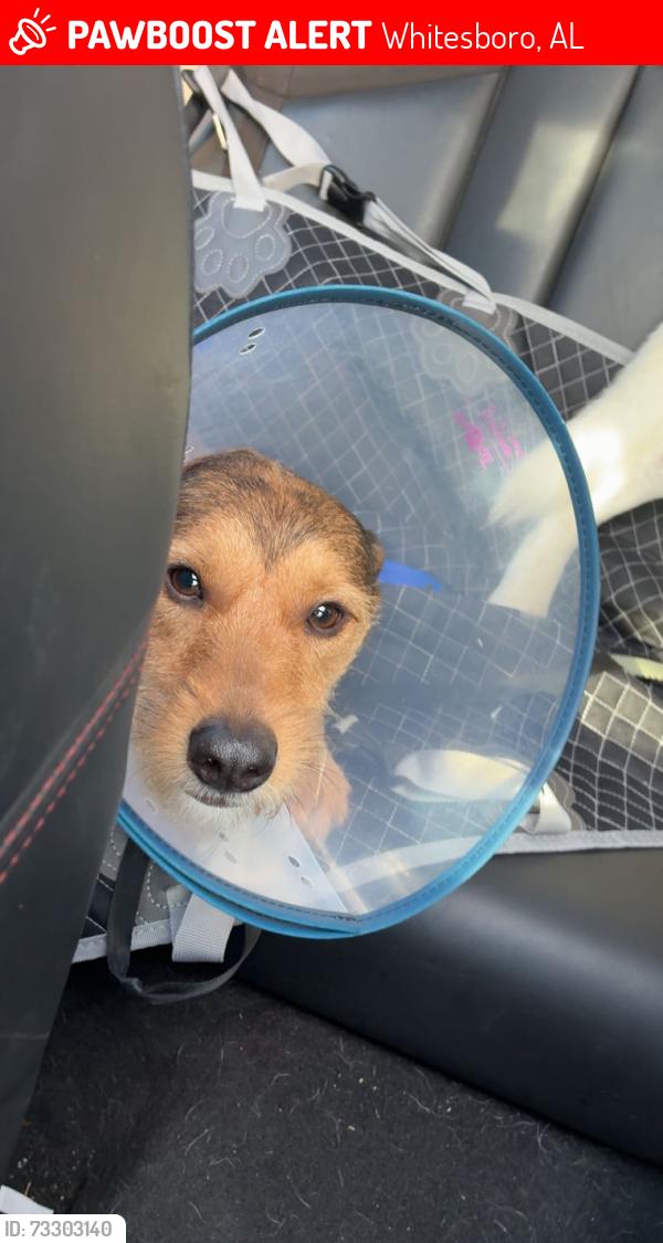 Lost Male Dog last seen Near way express, Whitesboro, AL 35956