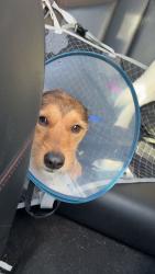 Lost Male Dog last seen Near way express, Whitesboro, AL 35956