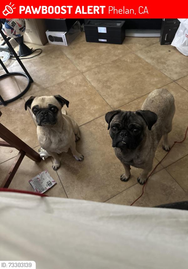 Lost Male Dog last seen Johnson and gorgonio, Phelan, CA 92371