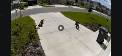 Found/Stray Unknown Dog last seen Maple Ridge community, Palmetto, FL 34221