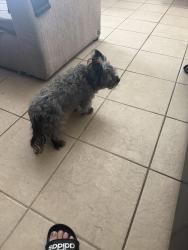 Reunited Male Dog last seen Alta and Buffalo, Las Vegas, NV 89145