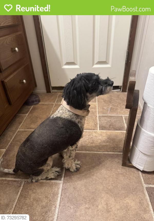 Reunited Female Dog last seen South county road 1230, Midland, TX 79706