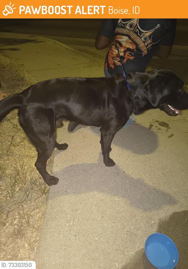 Found/Stray Male Dog last seen Cole and Wesley drive, Boise, ID 83704