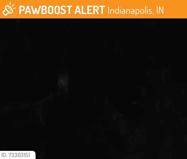 Found/Stray Unknown Dog last seen 30th and post, Indianapolis, IN 46219