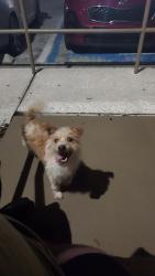 Found/Stray Male Dog last seen Harper grand apmts, Orlando, FL 32822