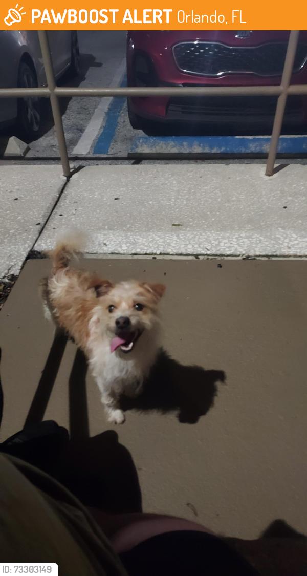 Found/Stray Male Dog last seen Harper grand apmts, Orlando, FL 32822