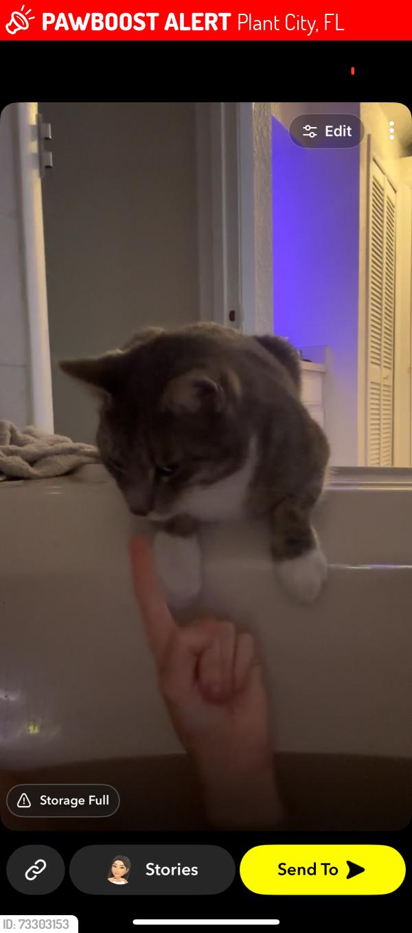 Lost Male Cat last seen Fletcher and Mcintosh Rd, Plant City, FL 33565