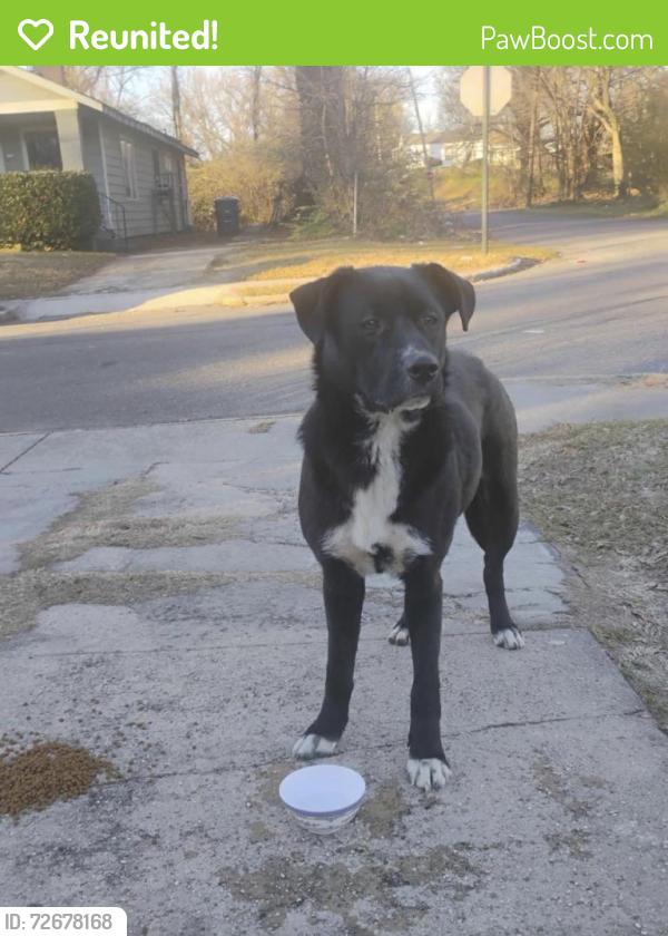Reunited Female Dog last seen S orleans st & Stephens pl, Memphis, TN 38126