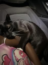 Reunited Female Cat last seen Planet fitness parking lot, Cedar Hill, TX 75104