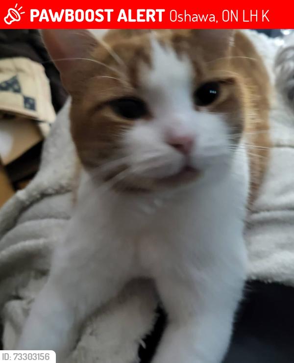 Lost Male Cat last seen Ruston and Athol, Oshawa, ON L1H 1K6