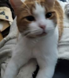 Lost Male Cat last seen Ruston and Athol, Oshawa, ON L1H 1K6