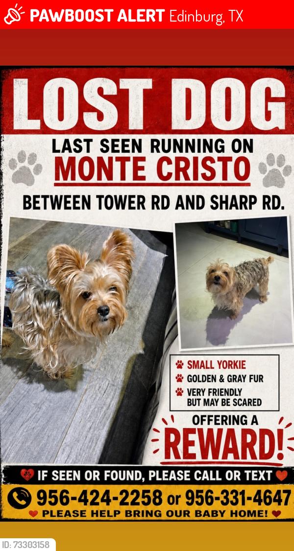 Lost Male Dog last seen Monte Cristo, Edinburg, TX 78542