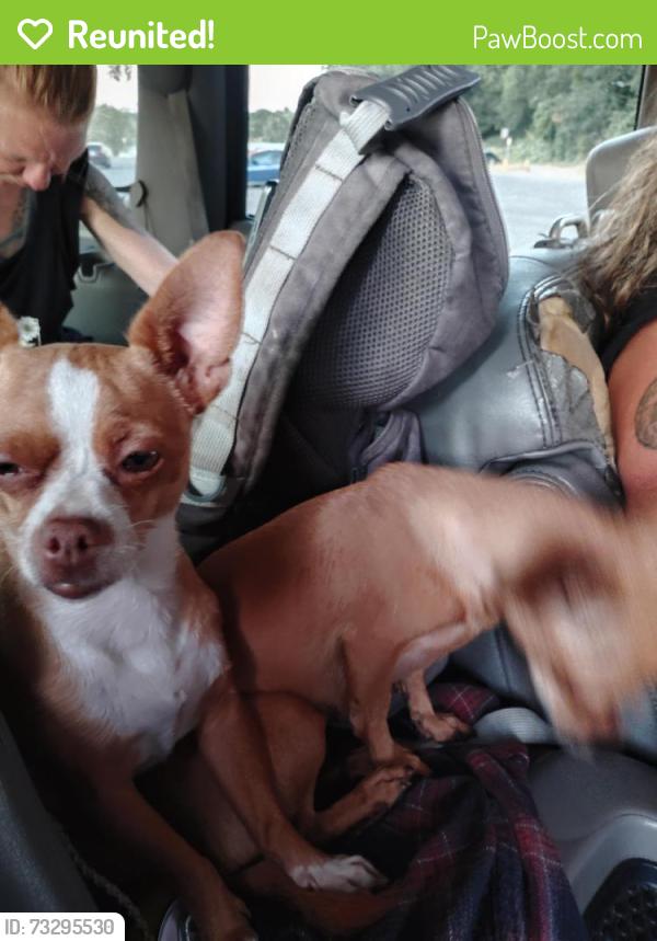 Reunited Female Dog last seen By 711, Sacramento, CA 95832