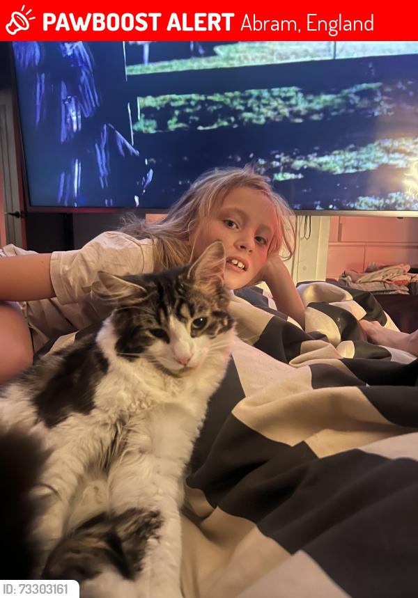 Lost Male Cat last seen Dover lock, Park Lane, Warrington Road, Abram, England 