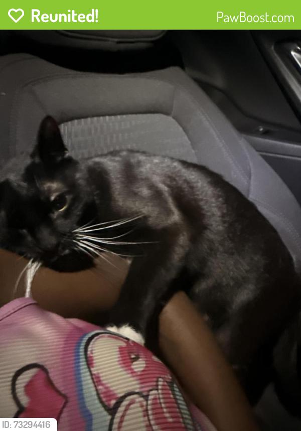 Reunited Female Cat last seen Planet fitness parking lot, Cedar Hill, TX 75104