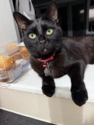 Reunited Male Cat last seen Kingston Road, Surrey, England GU15 4AG
