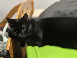 Lost Female Cat last seen Millbury Drive and possibly Durham Drive, Menifee, CA 92584