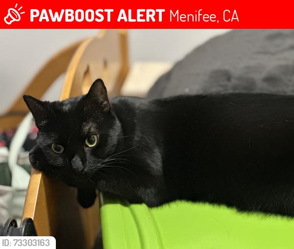 Lost Female Cat last seen Millbury Drive and possibly Durham Drive, Menifee, CA 92584