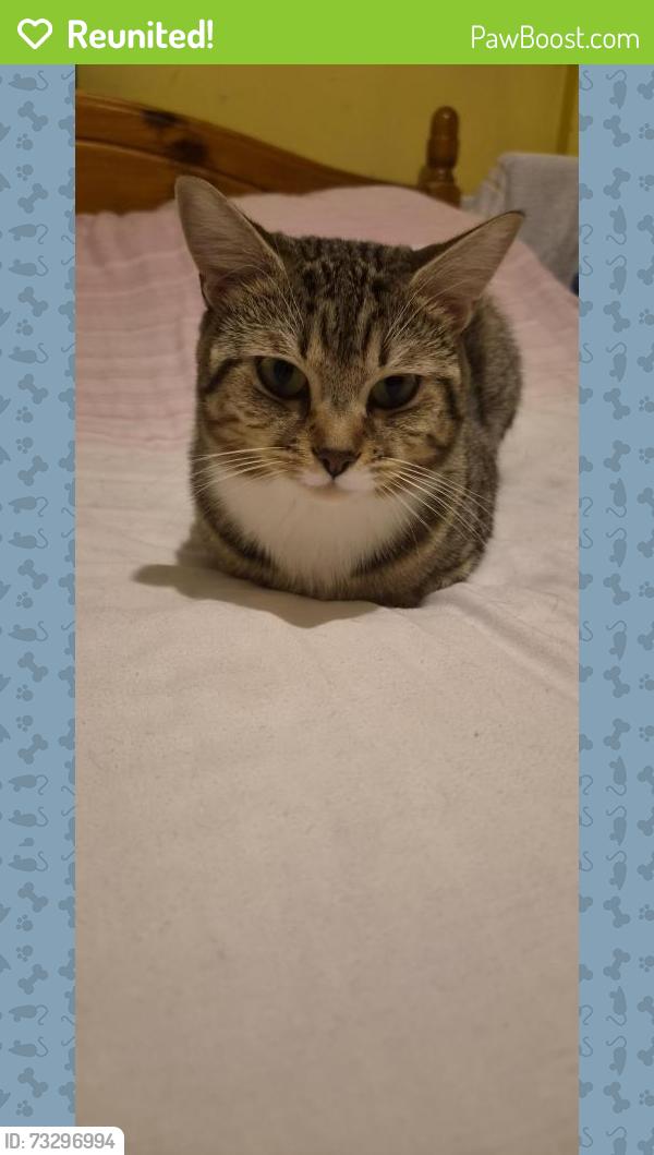 Reunited Male Cat last seen On Lambs Conduit street, Greater London, England 