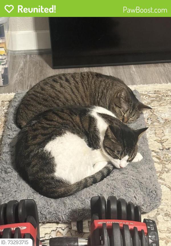 Reunited Male Cat last seen Around the southern most area of the harvest meadows community, Buda, TX 78610
