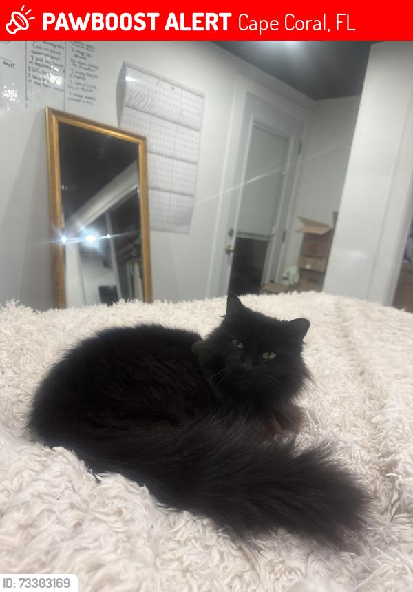 Lost Female Cat last seen Near Se 3rd avenue, Cape Coral, FL 33904