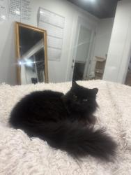 Lost Female Cat last seen Near Se 3rd avenue, Cape Coral, FL 33904