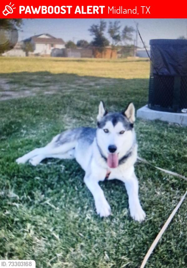 Lost Male Dog last seen BIG Spring start and lames ..Wadley, Midland, TX 79705