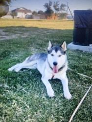 Lost Male Dog last seen BIG Spring start and lames ..Wadley, Midland, TX 79705