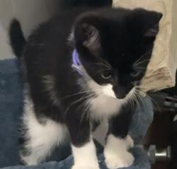 Lost Male Cat last seen Stafford Va 22555, Stafford, VA 22556