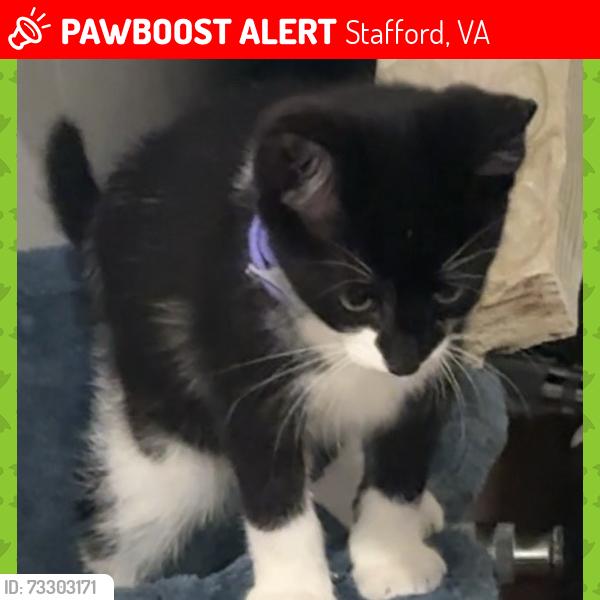 Lost Male Cat last seen Stafford Va 22555, Stafford, VA 22556