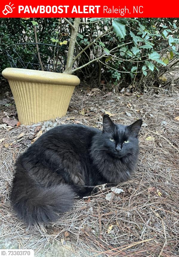 Lost Female Cat last seen Princess Anne Road & Medfield Road, Raleigh, NC 27607