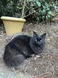 Lost Female Cat last seen Princess Anne Road & Medfield Road, Raleigh, NC 27607
