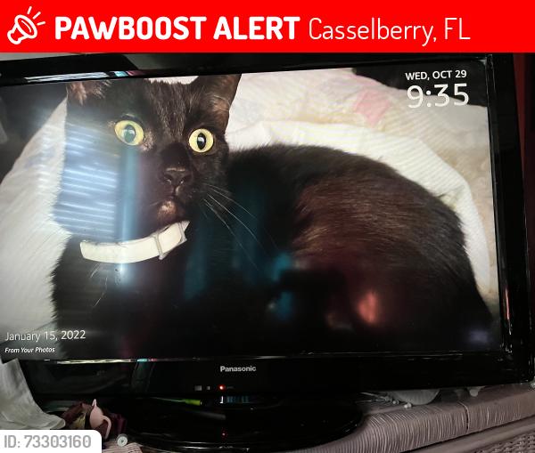 Lost Male Cat last seen Casselberry 17-92 Royal Palm Dr Mobile Park, Casselberry, FL 32707