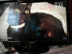 Lost Male Cat last seen Casselberry 17-92 Royal Palm Dr Mobile Park, Casselberry, FL 32707