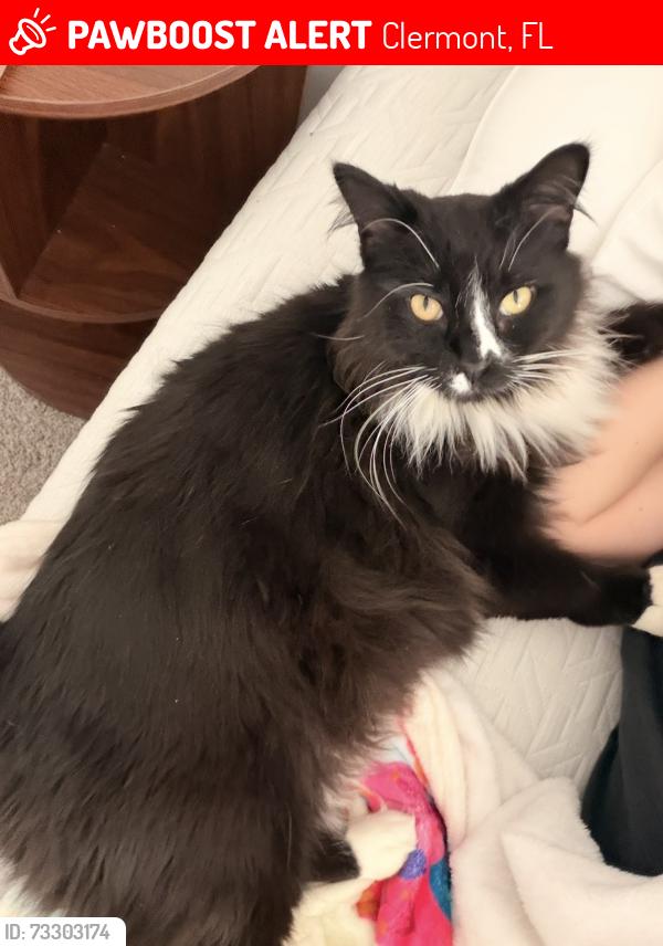 Lost Male Cat last seen Bathrooms on the east side of trailer park, Clermont, FL 34714