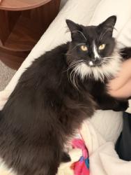 Lost Male Cat last seen Bathrooms on the east side of trailer park, Clermont, FL 34714