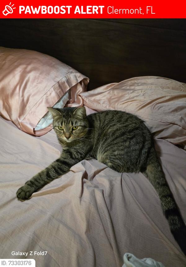 Lost Female Cat last seen Our home, Clermont, FL 34714