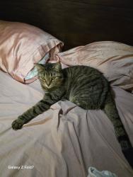 Lost Female Cat last seen Our home, Clermont, FL 34714